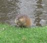 Pictures of wildlife down the river at Ellistone Canoe Rentals.